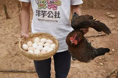 初生蛋與肉——營養(yǎng)與美味的雙重奏